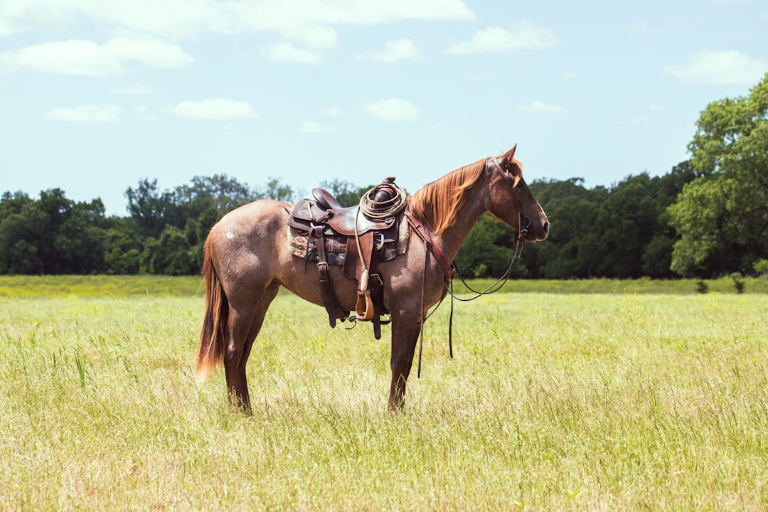 Photo Horseback riding