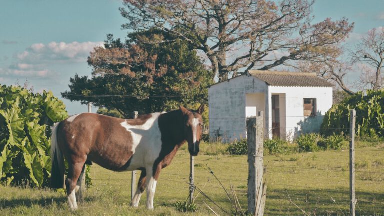 Photo Horse in pasture