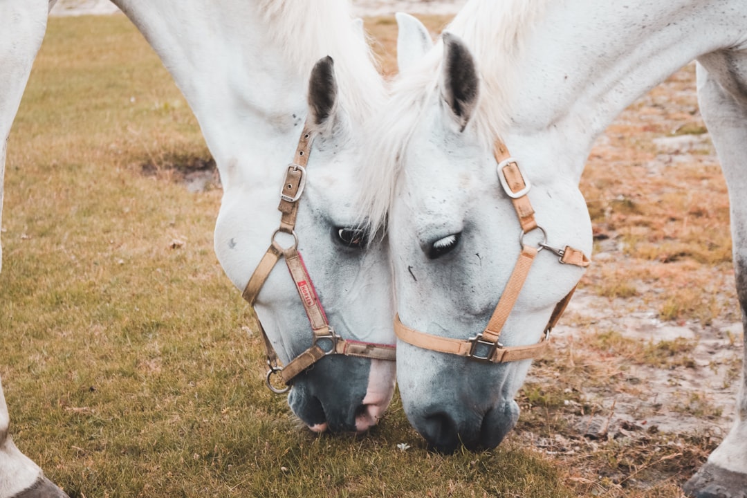 Photo Horse eating grass