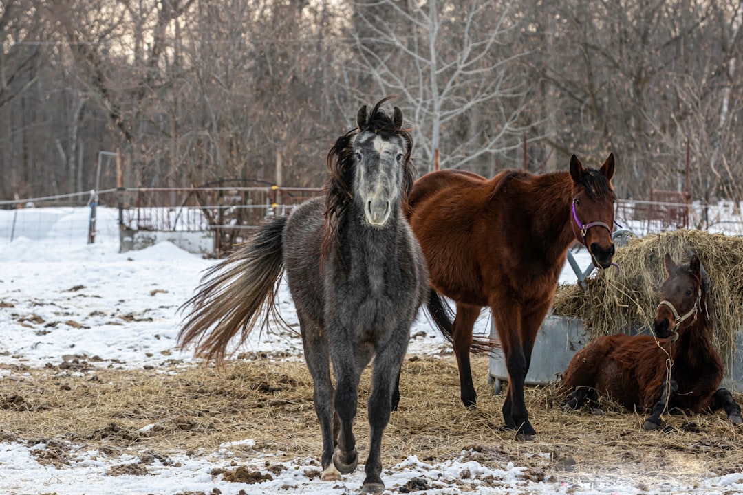 Photo Winter stable