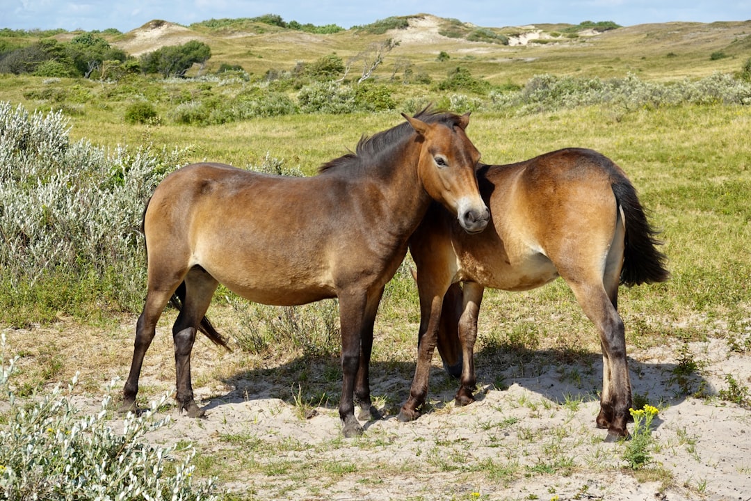 Photo Horse grooming