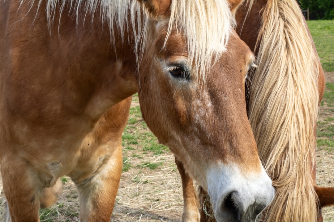 Photo Horse stable