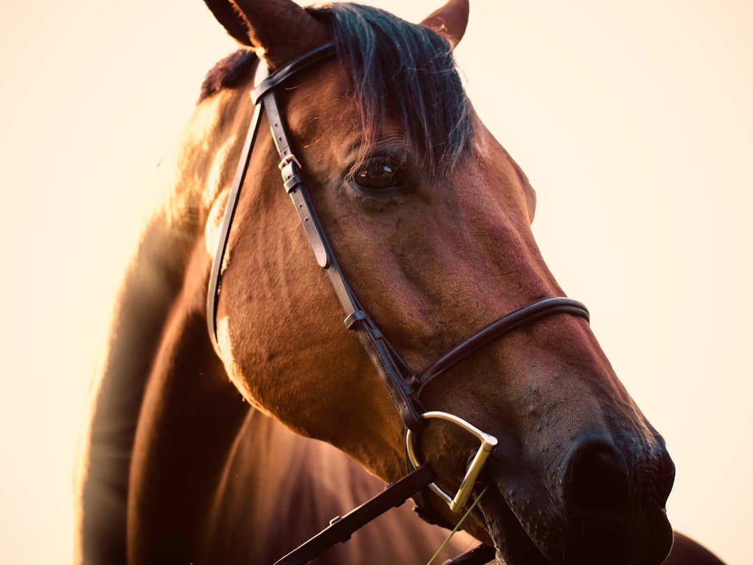 Photo Horse therapy