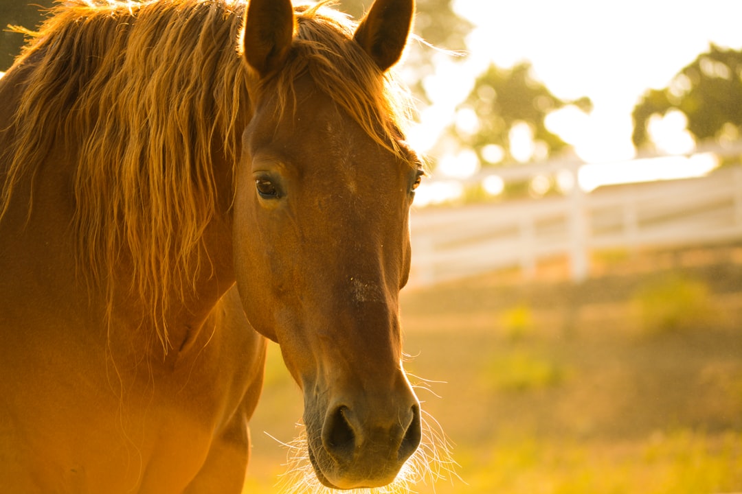 Photo Horse riding techniques