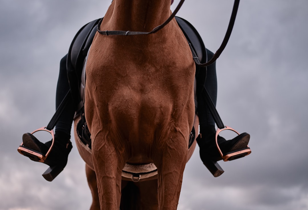 Photo Anatomical saddle