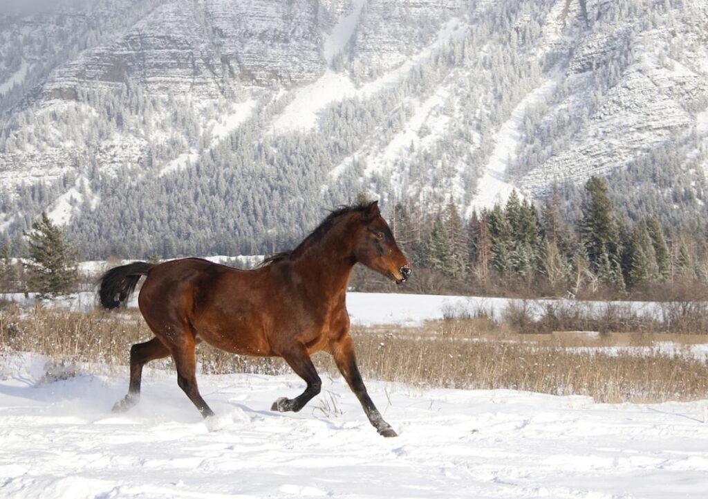 Techniki obrotów w jeździectwie: Reining 1 Photo Reining horse